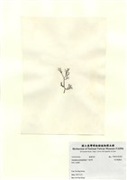 藏品(傘房龍鬚菜)的圖片